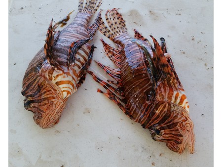 Lionfish caught and ready to fillet